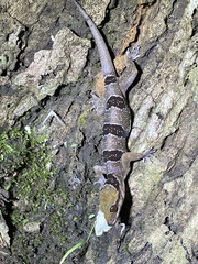 Hemidactylus coalescens