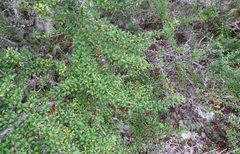 Coprosma pseudocuneata