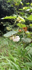 Dombeya burgessiae