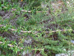 Coprosma pseudocuneata