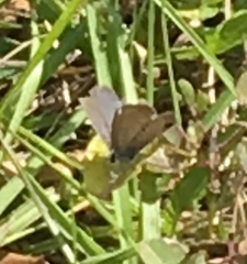 Hemiargus ceraunus