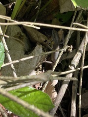 Trachylepis albilabris