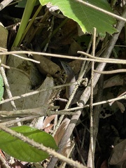 Trachylepis albilabris