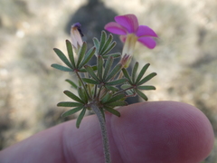 Oxalis engleriana