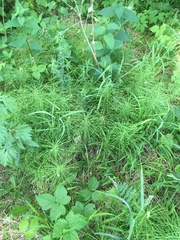 Equisetum pratense image