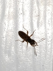 Pseudopachybrachius basalis