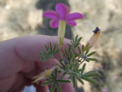 Oxalis engleriana