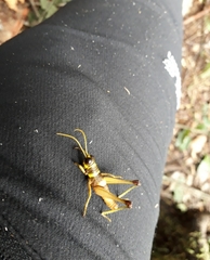 Eucosmetacris cingulata