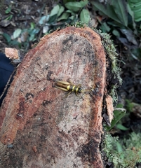 Eucosmetacris cingulata