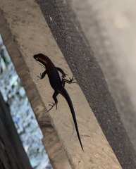 Trachylepis polytropis