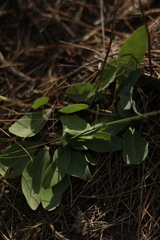 Klasea nudicaulis