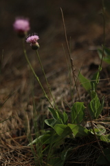 Klasea nudicaulis