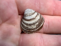 Corbicula fluminea