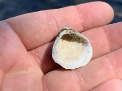 Corbicula fluminea