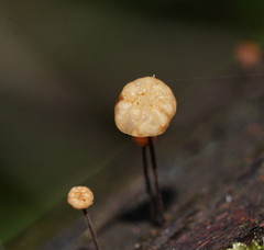 Marasmius alveolaris