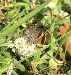 Hemiargus ceraunus