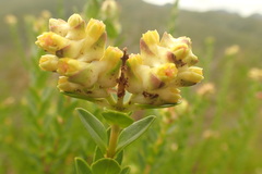 Penaea cneorum gigantea