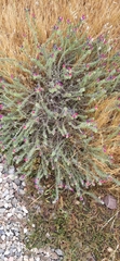Echium sabulicola decipiens
