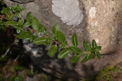 Gonocarpus oreophilus