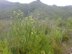 Penaea cneorum gigantea