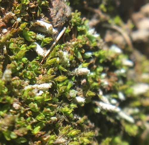 iNaturalist observation photo of Silvery Bryum