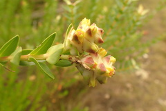Penaea cneorum gigantea