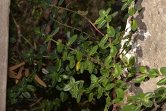 Gonocarpus oreophilus