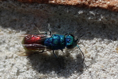 Chrysis