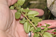 Gonocarpus oreophilus