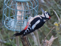 Dendrocopos major