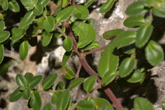 Gonocarpus oreophilus