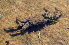 Grapsus fourmanoiri