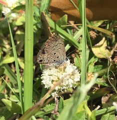 Hemiargus ceraunus