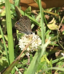 Hemiargus ceraunus