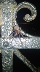 Segestria florentina