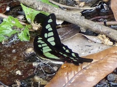Graphium cloanthus