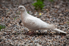 Streptopelia decaocto