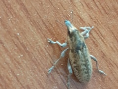 Temnorhinus mendicus