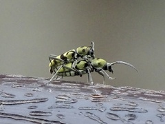 Chlorophorus signaticollis