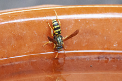 Polistes dominula