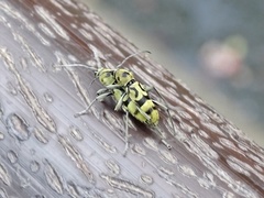 Chlorophorus signaticollis