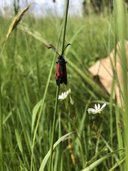 Zygaena sarpedon
