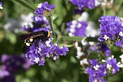 Megascolia maculata flavifrons