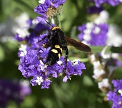 Megascolia maculata flavifrons