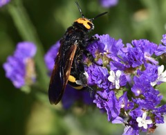 Megascolia maculata flavifrons