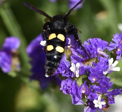 Megascolia maculata flavifrons