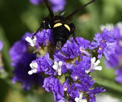 Megascolia maculata flavifrons