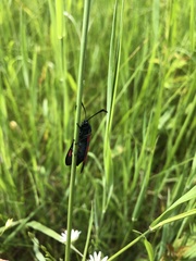 Zygaena sarpedon