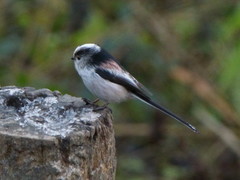 Aegithalos caudatus