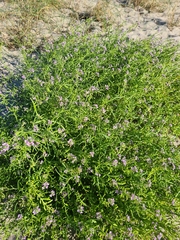 Cakile maritima baltica